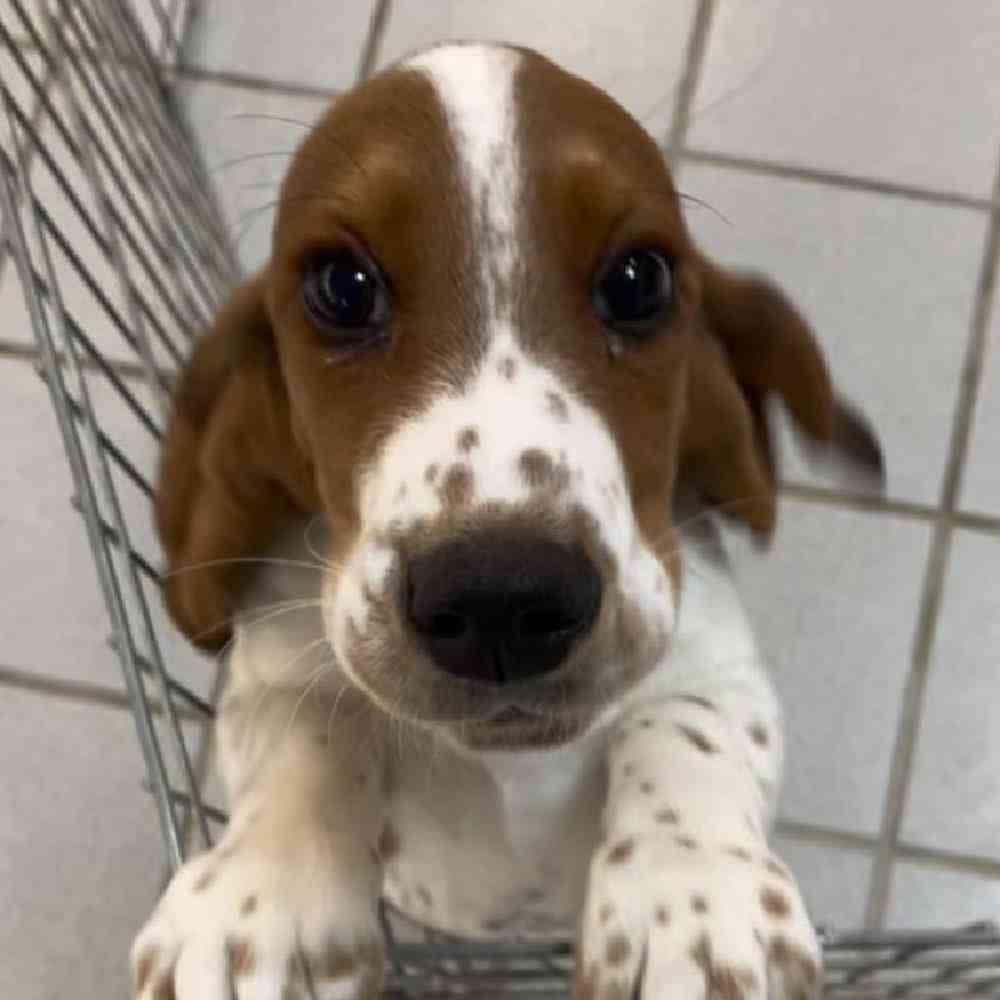 Male Basset Hound Puppy for sale